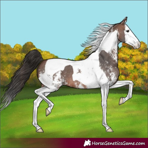 Horse Color:Brown Sabino Splash Tobiano 