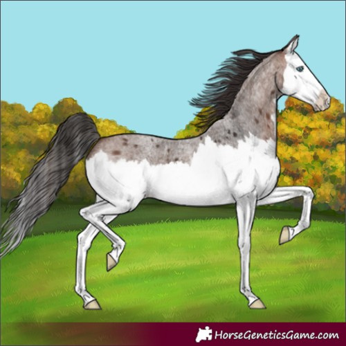 Horse Color:Brown Roan Splash 