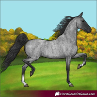 Horse Color:Blue Roan Sabino 