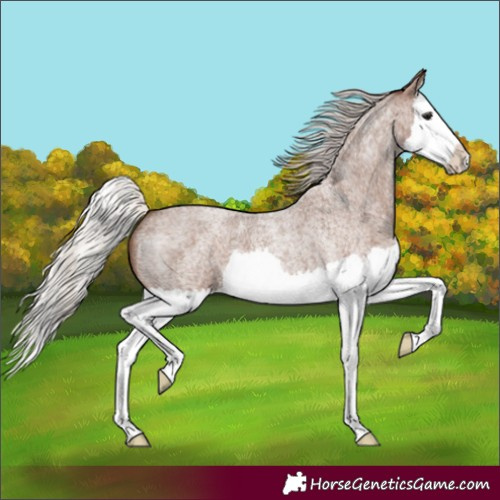 Horse Color:Silver Blue Roan Splash 