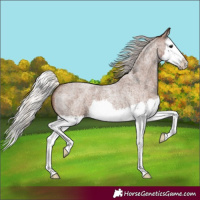 Horse Color:Silver Blue Roan Splash