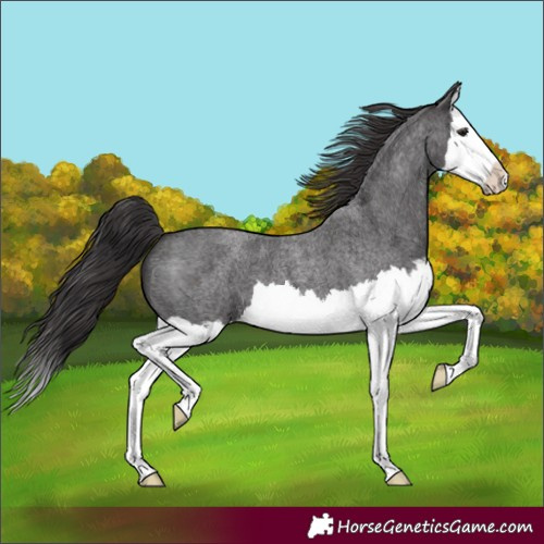 Horse Color:Smoky Blue Roan Splash 