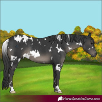 Horse Color:White Spotted Black Rabicano 