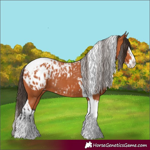 Horse Color:Bay Splash Tobiano Appaloosa and Bay Splash Tobiano Appaloosa