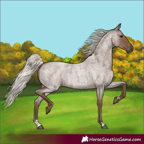 Horse Color:Silver Blue Roan 