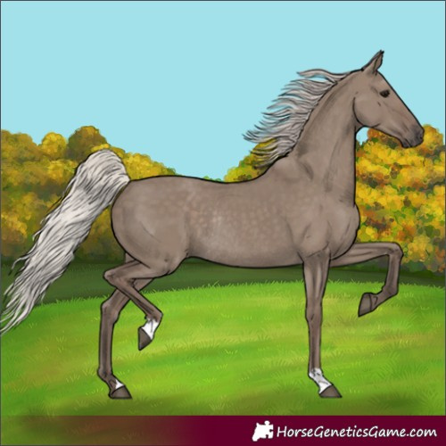 Horse Color:Silver Grullo Rabicano 