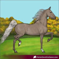 Horse Color:Silver Grullo Rabicano 