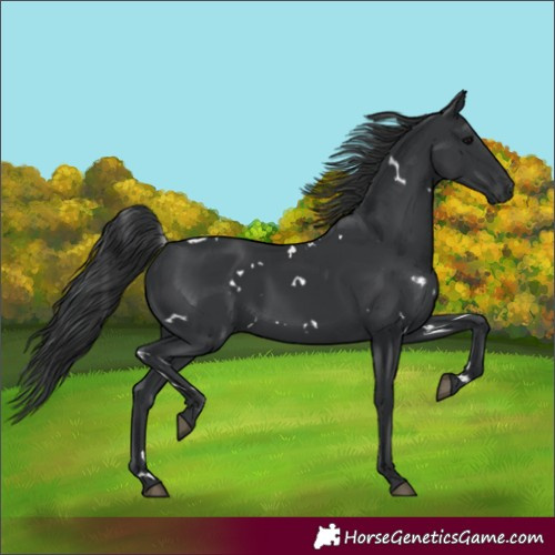 Horse Color:White Spotted Black 