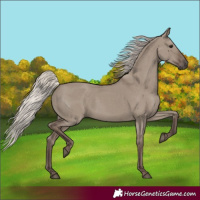 Horse Color:Silver Grullo Rabicano 