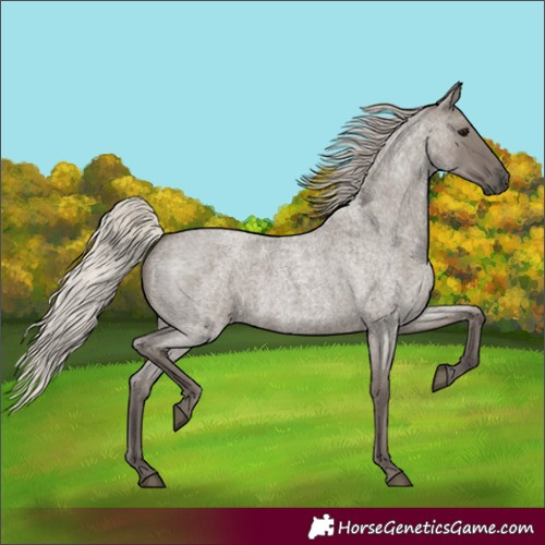 Horse Color:Silver Grullo Roan 
