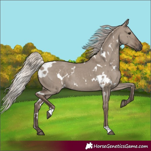 Horse Color:White Spotted Silver Grullo Rabicano 