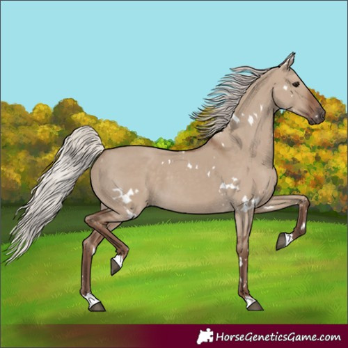 Horse Color:White Spotted Silver Grullo 