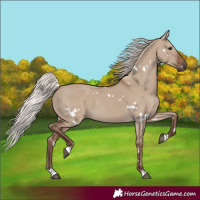 Horse Color:White Spotted Silver Grullo 