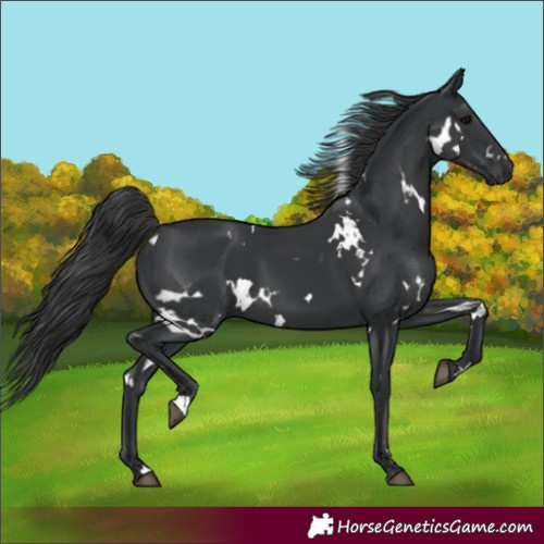 Horse Color:White Spotted Black 