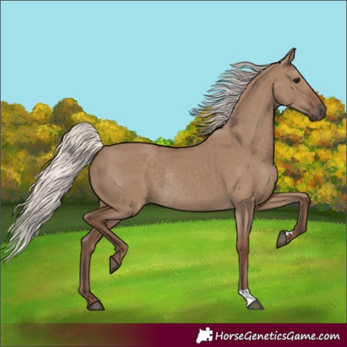 Horse Color:Silver Grullo Rabicano 