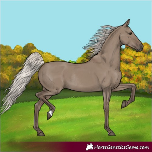 Horse Color:Silver Grullo Rabicano 