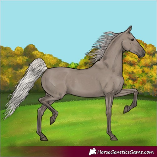 Horse Color:Silver Grullo Rabicano 