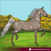 Horse Color:White Spotted Silver Grullo Rabicano