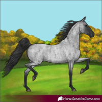 Horse Color:Blue Roan 