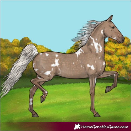 Horse Color:White Spotted Silver Grullo 