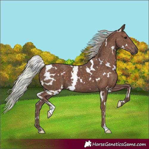 Horse Color:White Spotted Silver Black 