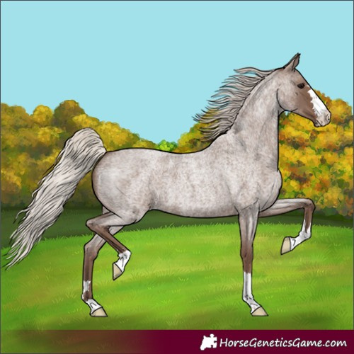 Horse Color:Silver Blue Roan 