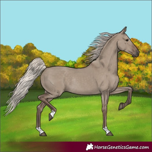 Horse Color:Silver Grullo Rabicano 