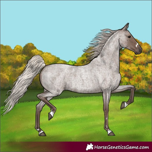 Horse Color:Silver Blue Roan 