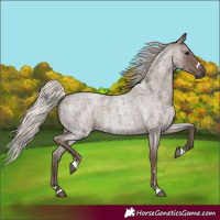 Horse Color:Silver Blue Roan 