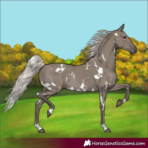 Horse Color:White Spotted Silver Grullo Rabicano 