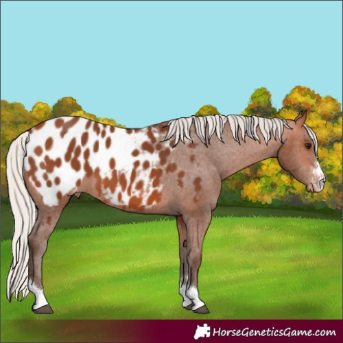 Horse Color:Silver Bay Appaloosa