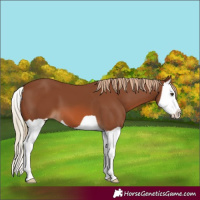 Horse Color:Chestnut Splash