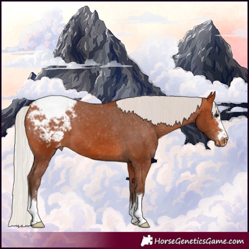 Horse Color:Silver Bay Appaloosa