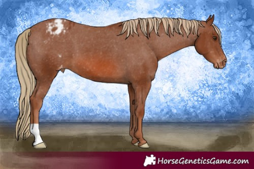Horse Color:Chestnut Appaloosa 