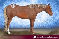Horse Color:Chestnut Appaloosa