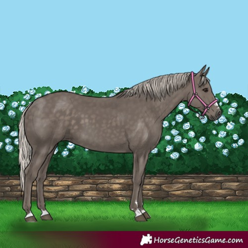 Horse Color:Silver Black 