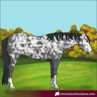 Horse Color:Black Ice 