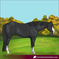 Horse Color:Black 