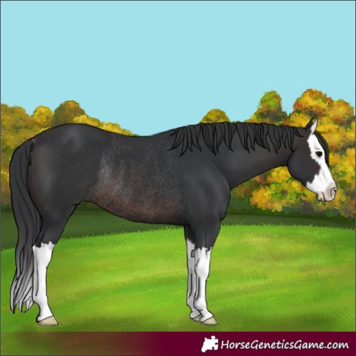 Horse Color:Brown Splash Rabicano
