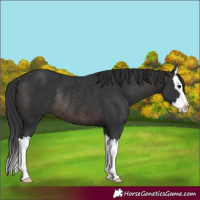 Horse Color:Brown Splash Rabicano