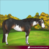 Horse Color:Gray White Spotted Liver Chestnut