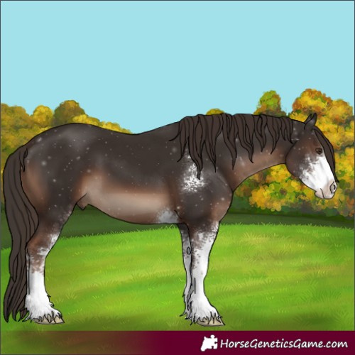 Horse Color:Liver Chestnut Sabino