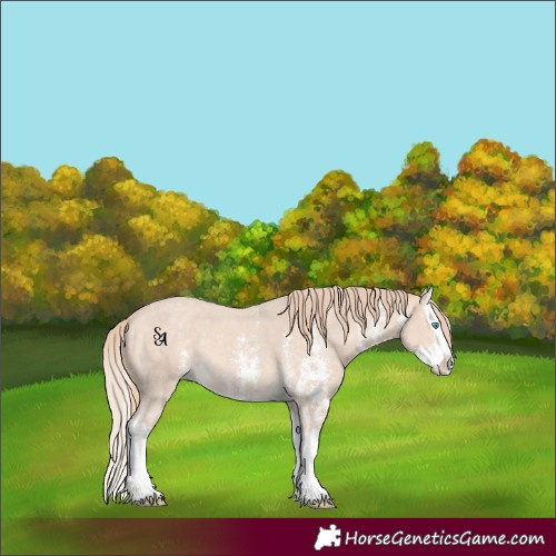 Horse Color:Perlino Sabino Splash Appaloosa