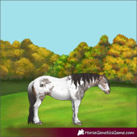 Horse Color:Brown Sabino Tobiano Frame 