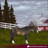 Horse Color:Buckskin 