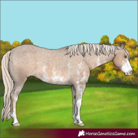 Horse Color:Chocolate Palomino Sabino Appaloosa Rabicano 