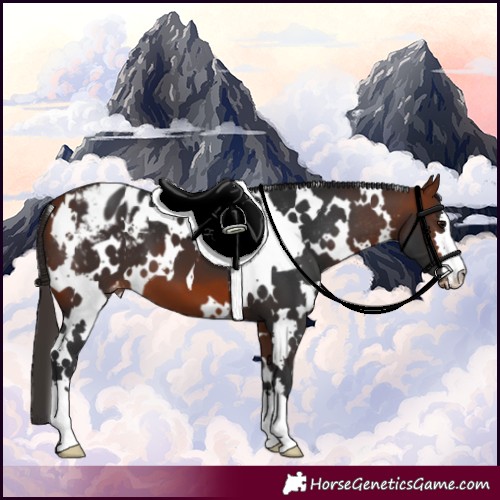 Horse Color:White Spotted Bay Appaloosa 