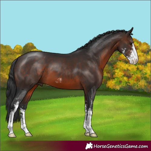 Horse Color:Brown Sabino