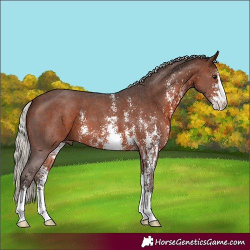 Horse Color:Silver Brown Sabino 