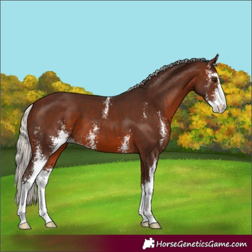 Horse Color:Silver Brown Sabino